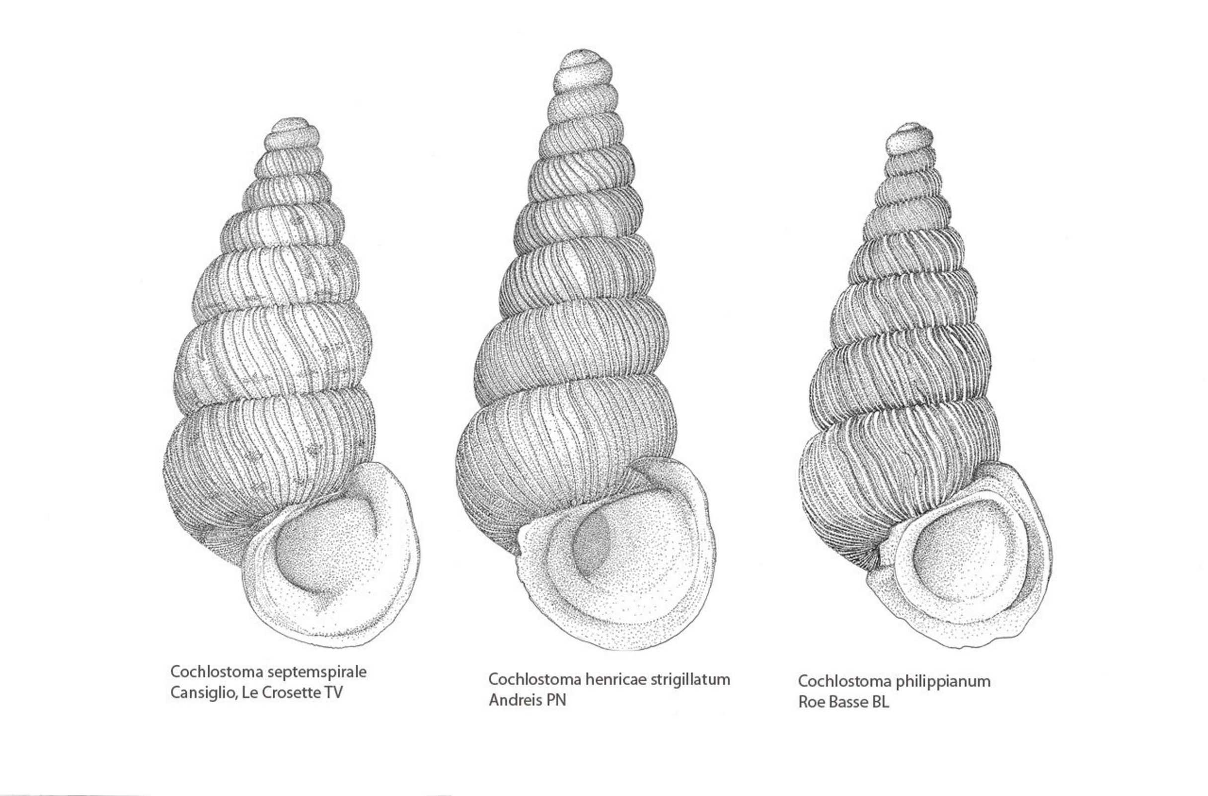 Cochlostoma del Nord-Est